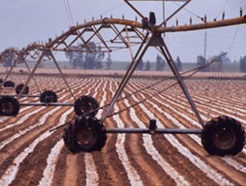 Irrigation of a strawberry field 

Spain